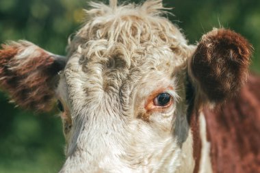 Sevimli inek yeşil zemin üzerine closeup