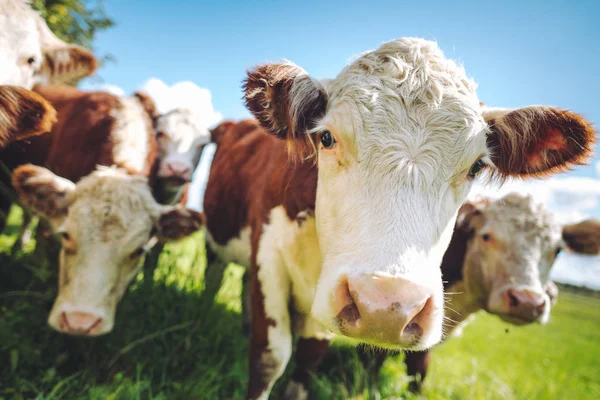 Krávy Zelené Louce Letní Pastviny Zblízka — Stock fotografie