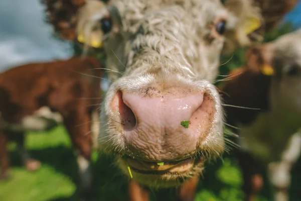 Primo Piano Della Bocca Mucca — Foto Stock