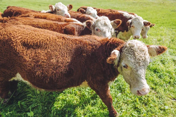Mucche Sul Prato Verde Pascolo Estivo — Foto Stock