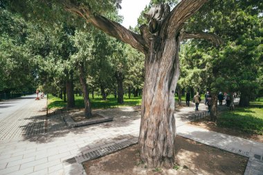 Beijing, Çin - 15 Mayıs 2016: Büyük yaşlı ağaç tapınak cennet Park Beijing, Çin
