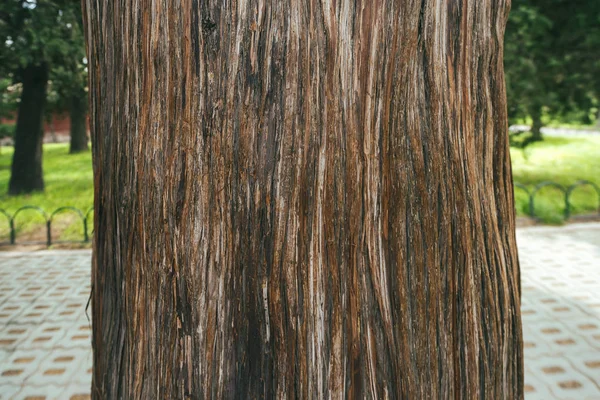 Tiivistelmä puusta — kuvapankkivalokuva