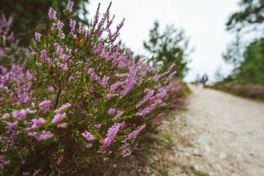 Closeup pembe çiçekleri dunes, Letonya