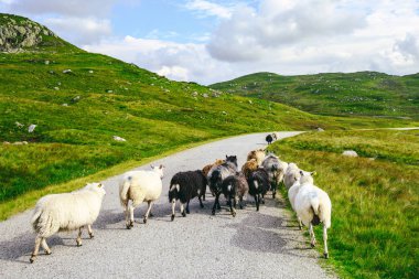 Landscape with sheeps in Southwestern Norway