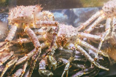 Akvaryumda deniz ürünleri, Norveç, Bergen