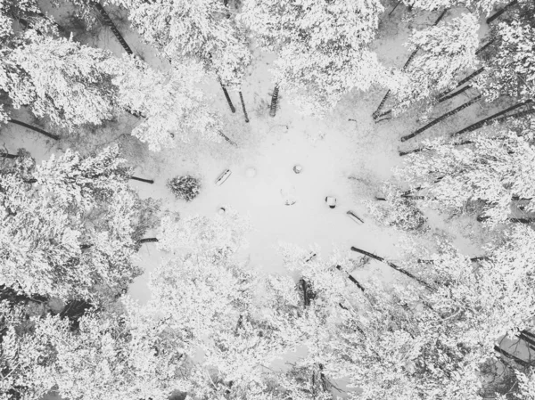 Aerial view of snowy pine trees — Stock Photo, Image