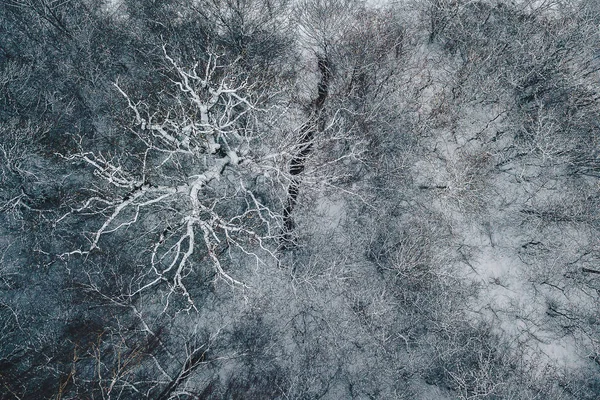 Vista aérea de árboles nevados —  Fotos de Stock