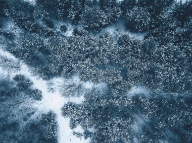 Ormandaki buzlu ağaçlar