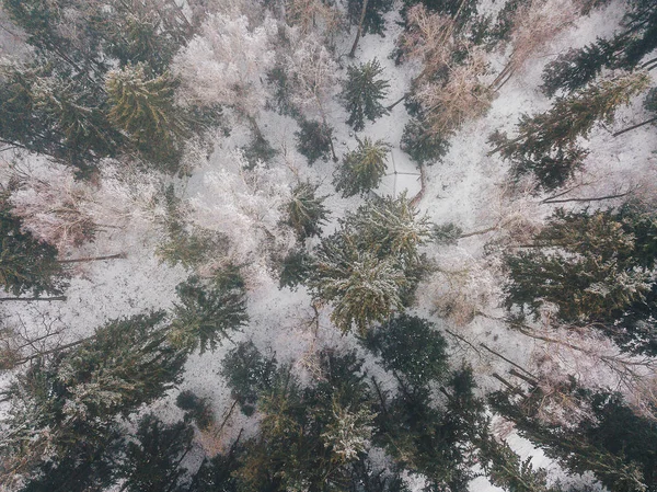 Árboles helados en el bosque —  Fotos de Stock