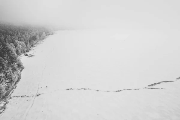 Frostande träd i skogen — Stockfoto