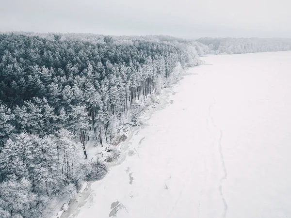 Mroźne drzewa w lesie — Zdjęcie stockowe