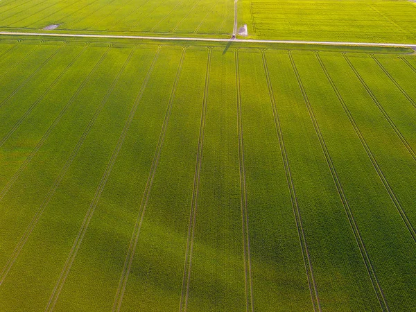 Drone shot of green agriculture fields in Lithuania