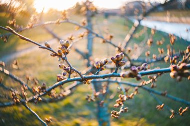 Kiraz çiçekleri ayrıntısı seçici bir odak ile izole