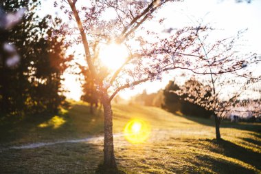Litvanya 'nın Kaunas Nemunas adasında kiraz ağaçları açıyor. Bahar sujset