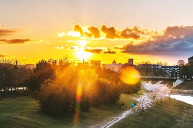 Litvanya 'nın Kaunas Nemunas adasında kiraz ağaçları açıyor. Bahar batımı
