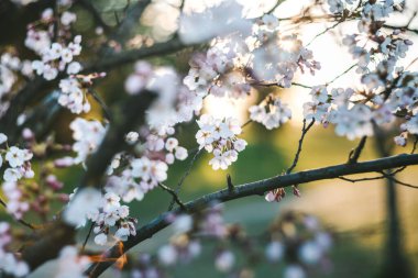 Litvanya 'nın Kaunas Nemunas adasında kiraz ağaçları açıyor. Bahar batımı
