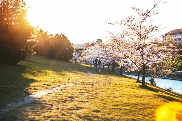 Cerejeiras Flor Ilha Kaunas Nemunas Lituânia Terreno Primavera — Fotografia de Stock