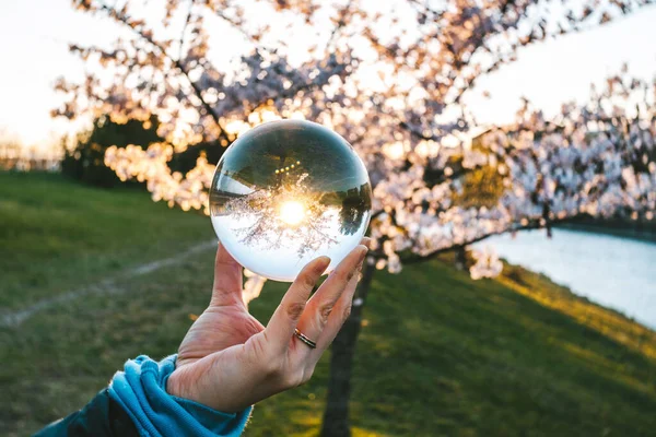 Cam Bir Topun Içinde Kiraz Çiçekleri Açar — Stok fotoğraf