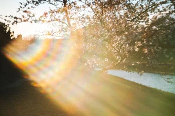 Cerejeiras Flor Ilha Kaunas Nemunas Lituânia Pôr Sol — Fotografia de Stock