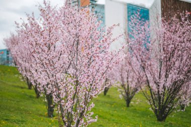 Vilnius şehir merkezinde kiraz çiçeği sakura parkı, Litvanya