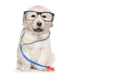 Şirin köpek yavrusu gözlük veteriner Doktor stetoskop zarif açık ağız
