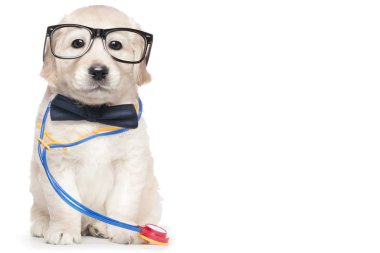 Şirin köpek yavrusu gözlük veteriner Doktor stetoskop şık papyon ağız kapalı