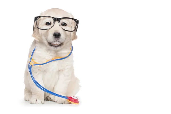 Bonito filhote de cachorro óculos veterinário estetoscópio médico elegante dentes humanos — Fotografia de Stock