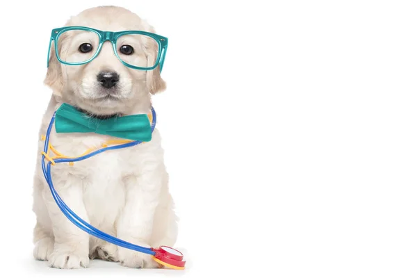 Roztomilé štěně brýle veterinární lékaře stetoskop elegantní tyrkysová motýlek — Stock fotografie