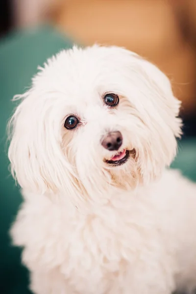 Piękny pies-maltański — Zdjęcie stockowe