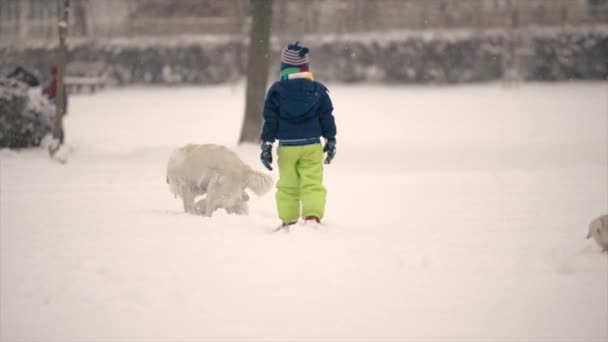 Child Boy Play Golden Retriever Dogs Outdoors Winter Time — Stock Video