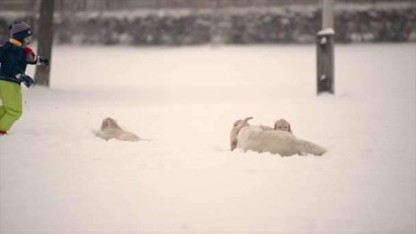 ゴールデン レトリーバー犬アウトドア冬時間で遊ぶ子少年 — ストック動画
