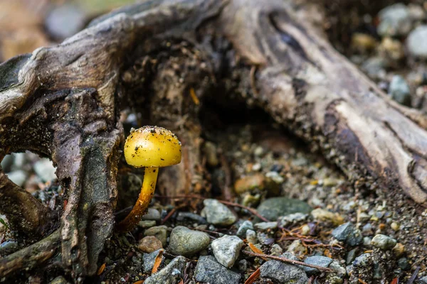 カナダの森でキノコの amanita verna — ストック写真