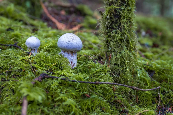 カナダの森でキノコの amanita verna — ストック写真