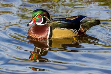 male wood duck on the water Burnaby Canada clipart