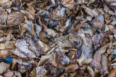 Arka plan doku karanlık broun yaprakları yere soyut