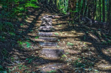 Islak ormandaki Cypress Falls Park British Columbia Kanada yüksek ağaçları ile iz