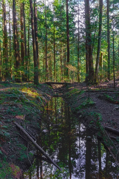 A nedves erdő Kanadában halott fák körül vízzel árok — Stock Fotó