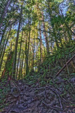Islak ormandaki Cypress Falls Park British Columbia Kanada yüksek ağaçları ile iz