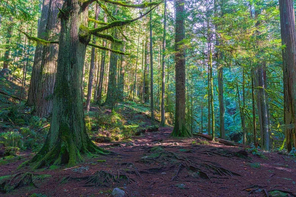 Trail through tall trees in a wet forest Cypress Falls Park British Columbia Canada — Stock Photo, Image