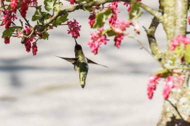 Yeşil sinek kuşu kuş blury arka plan üzerinde çiçekler yakınındaki