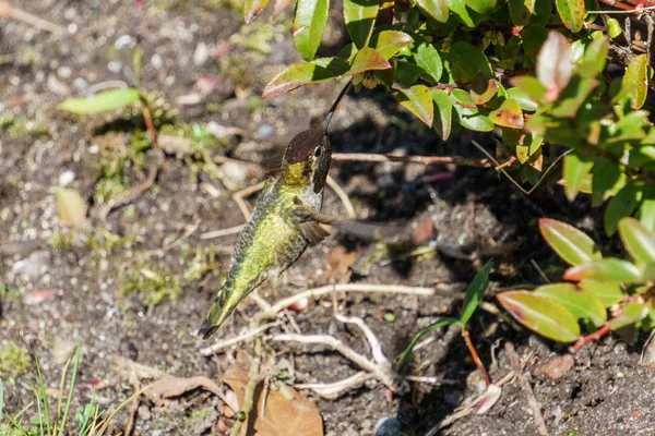 Colibrí verde cerca de las flores sobre fondo borroso —  Fotos de Stock