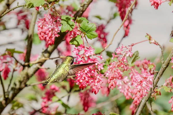 Colibrí verde cerca de las flores sobre fondo borroso —  Fotos de Stock