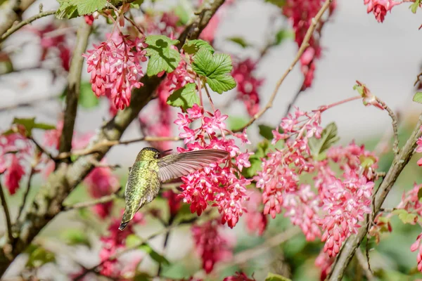 Beija-flor verde pássaro perto das flores no fundo do blury — Fotografia de Stock