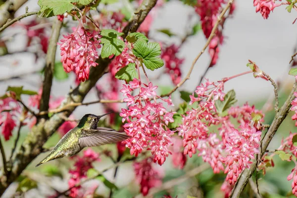 Colibrí verde cerca de las flores sobre fondo borroso —  Fotos de Stock