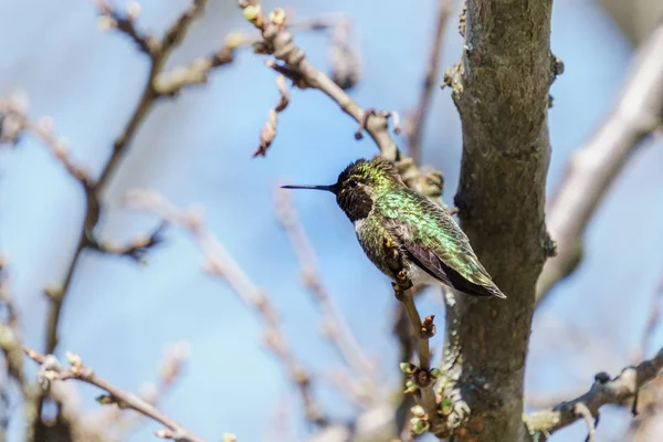 Colibri vert oiseau sur la branche avec fond bleu — Photo