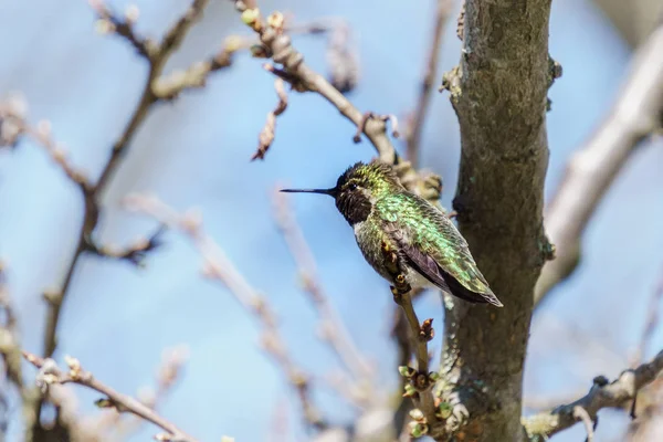 Colibrí verde en la rama con fondo borroso —  Fotos de Stock