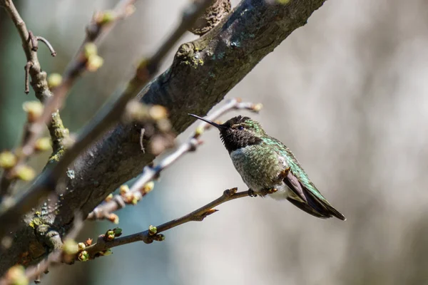 Colibrí verde en la rama con fondo borroso —  Fotos de Stock