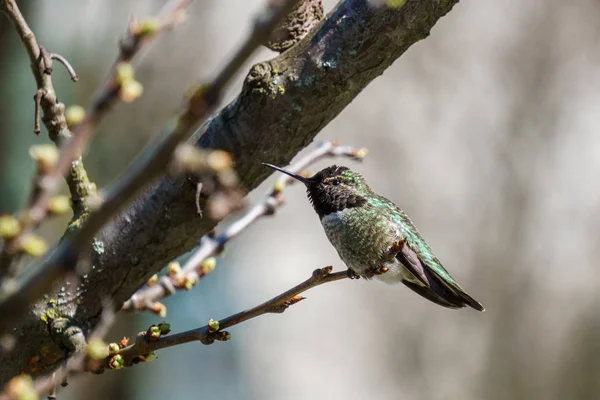 Colibrí verde en la rama con fondo borroso —  Fotos de Stock