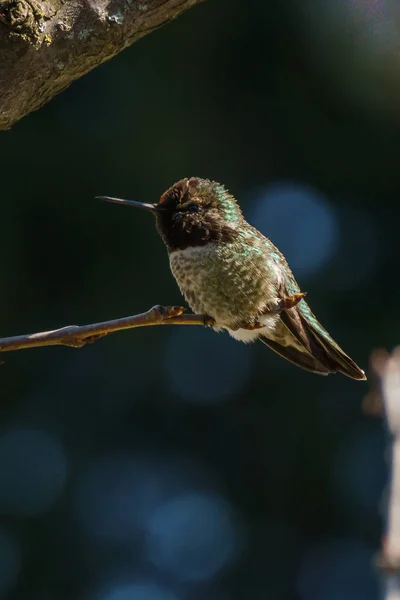 Zielony Koliber Ptak na gałęzi z blury tło — Zdjęcie stockowe