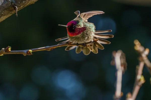 Colibrí verde en la rama con fondo borroso —  Fotos de Stock